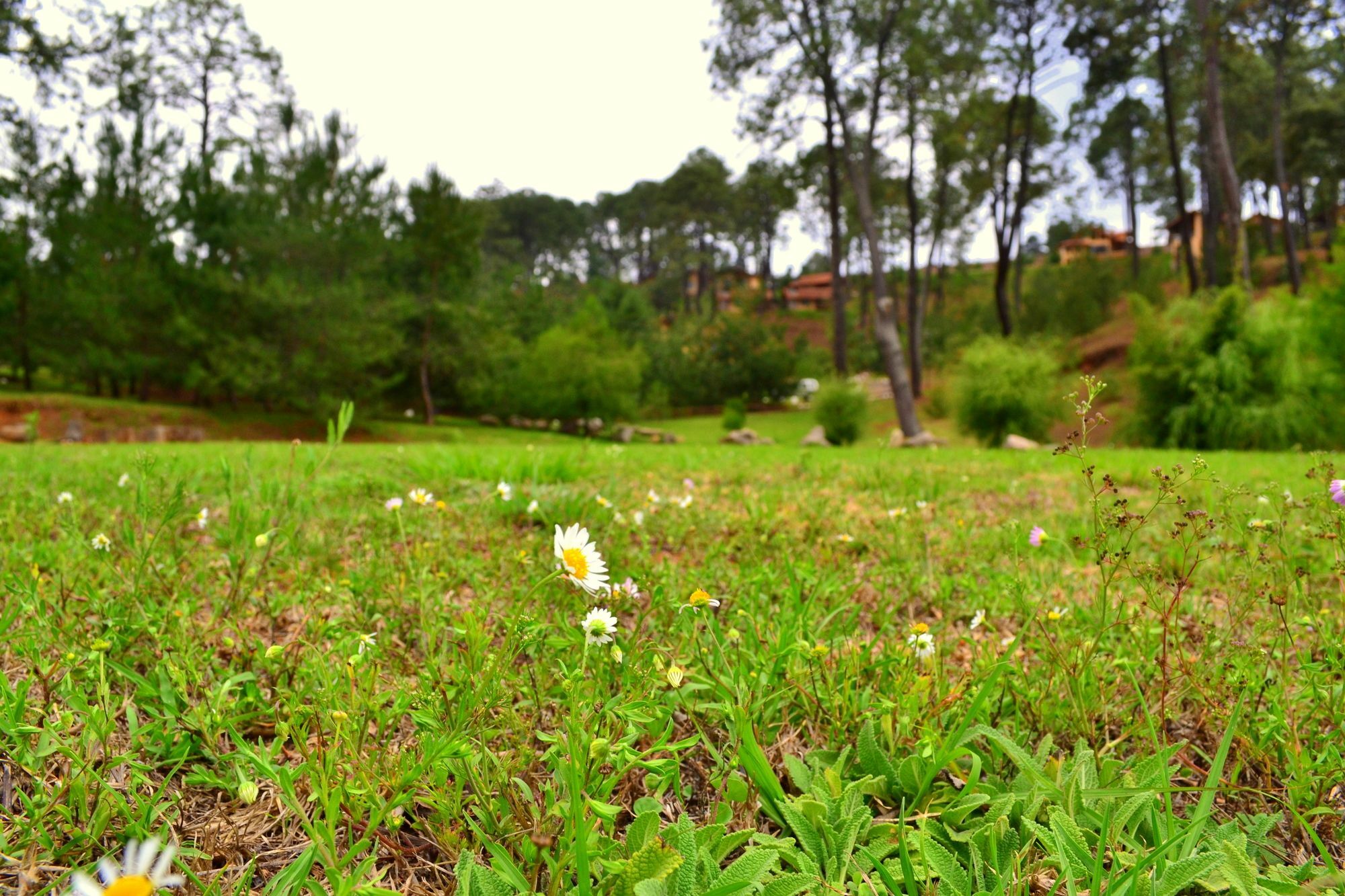 Bosque Escondido Mazamitla Exterior foto